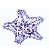 Echinodermata, Bryozoa and Brachiopoda - Portuguese Slides