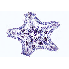 Echinodermata, Bryozoa and Brachiopoda - Portuguese Slides