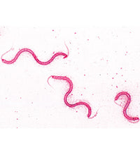 Bacteria, Basic Set - Portuguese Slides