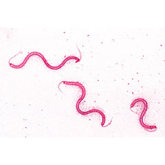 Bacteria, Basic Set - Portuguese Slides