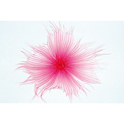 Angiospermae II. Cells and Tissues - German Slides