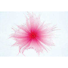 Angiospermae II. Cells and Tissues - German Slides