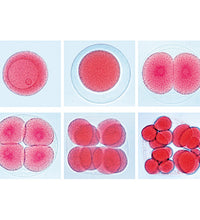 Set of Genetic Slides - Spanish