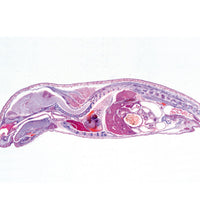 Pig Embryology (Sus scrofa) - Portuguese Slides