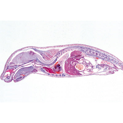 Pig Embryology (Sus scrofa) - Portuguese Slides