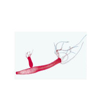 School Set A for General Biology, Elementary Set, 25 microscope slides - Italian Slides