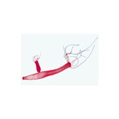 School Set A for General Biology, Elementary Set, 25 microscope slides - Italian Slides