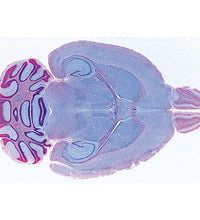 Histology of Mammalia, Supplementary Set - Portuguese Slides