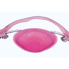 Sensory Organs - German Slides