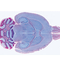 Nervous System - German Slides