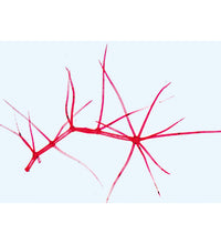 Phanerogamae, Supplementary Set - Portuguese Slides