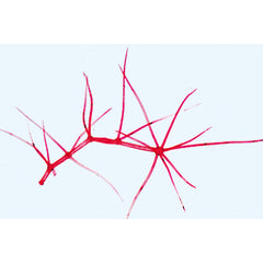 Phanerogamae, Supplementary Set - Portuguese Slides