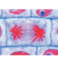 School Set A  (General Biology) - Portuguese Slides