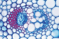 School Set D (supplement for A, B and C) - Spanish