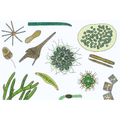 The Microscopic Life in the Water, Part II - Portuguese Slides