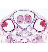 Series III. Organs of Sense - English Slides