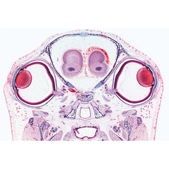 Series III. Organs of Sense - English Slides