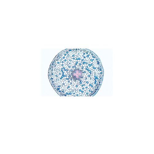 Phanerogamae, Elementary Set - English Slides