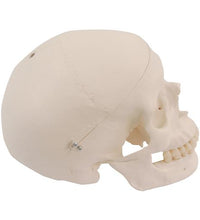 Spare skull with holes for A10, A12, A15, A15/2, A15/3 and A15/3S