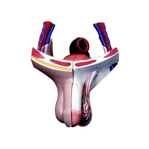 Spare male genitals set, 4 parts