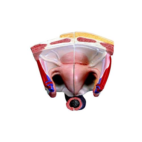 Spare female genitals set, 3 parts