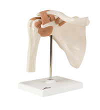 3B Scientific Anatomical Model - elbow joint with removable muscles, 8-part - Includes 3B Smart Anatomy