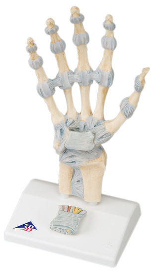 3B Scientific Anatomical Model - hand skeleton with ligaments - Includes 3B Smart Anatomy