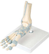 3B Scientific Anatomical Model - foot skeleton with ligaments - Includes 3B Smart Anatomy