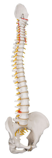 3B Scientific Anatomical Model - 2 Lumbar Vertebrae with prolapsed disc, flexibly mounted - Includes 3B Smart Anatomy