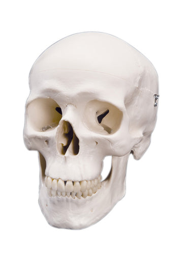 Rudiger Anatomie 4-Part Human Skull with Facial Musculature