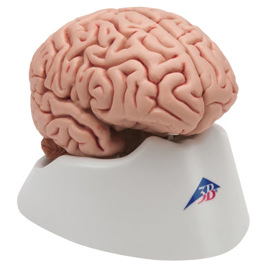 3B Scientific Anatomical Model - deluxe brain neuro-anatomical, 8-part - Includes 3B Smart Anatomy