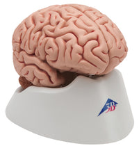 3B Scientific Anatomical Model - classic brain 5-part - Includes 3B Smart Anatomy