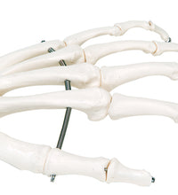 3B Scientific Anatomical Model - loose bones, hand skeleton, left (nylon) - Includes 3B Smart Anatomy