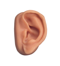 Male Acupuncture, L ear model, body and ear chart