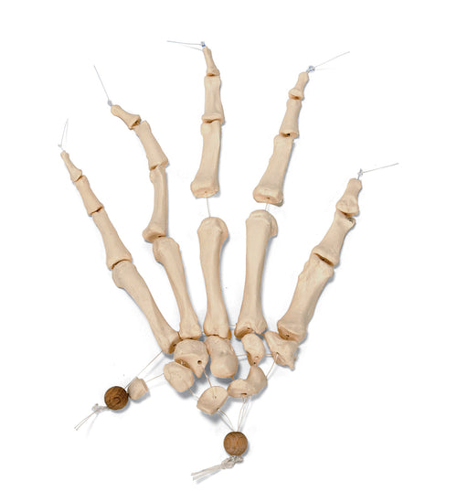 Disarticulated Half Human Skeleton Model, Loosely Articulated Hand & Foot - 3B Smart Anatomy