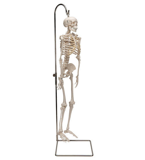 Mini Human Skeleton Model Shorty on Hanging Stand, Half Natural Size - 3B Smart Anatomy