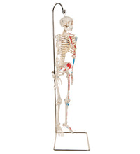 Mini Human Skeleton Shorty with Painted Muscles on Hanging Stand, Half Natural Size - 3B Smart Anatomy