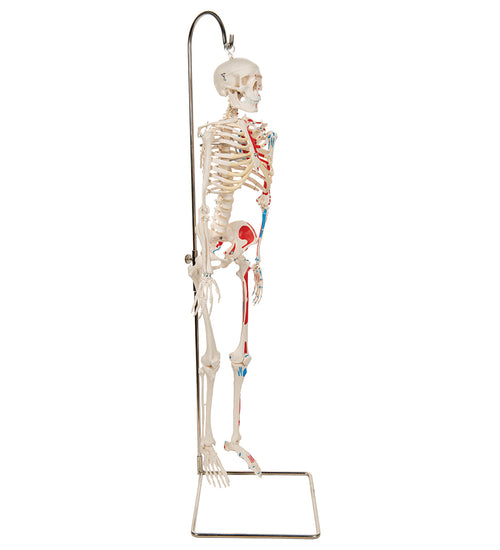 Mini Human Skeleton Shorty with Painted Muscles on Hanging Stand, Half Natural Size - 3B Smart Anatomy