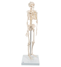 Mini Human Skeleton Model Shorty, Half Natural Size - 3B Smart Anatomy