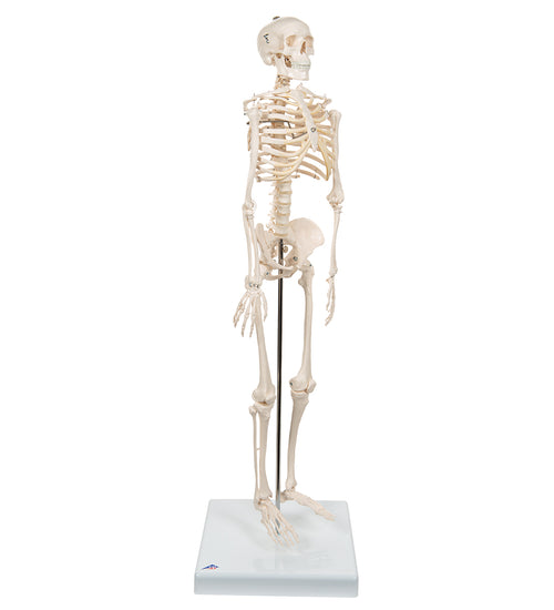 Mini Human Skeleton Model Shorty, Half Natural Size - 3B Smart Anatomy