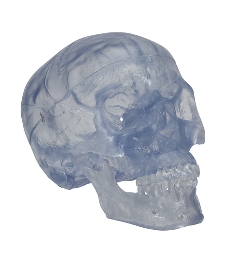 Transparent Classic Human Skull Model, 3 part - 3B Smart Anatomy