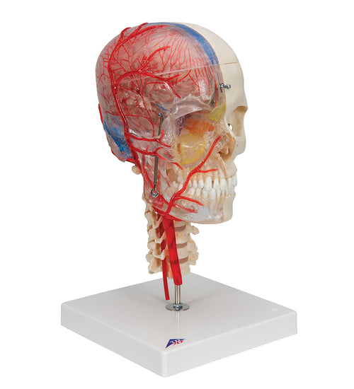 BONElike Human Skull Model, Half Transparent & Half Bony, Complete with Brain & Vertebrae - 3B Smart Anatomy