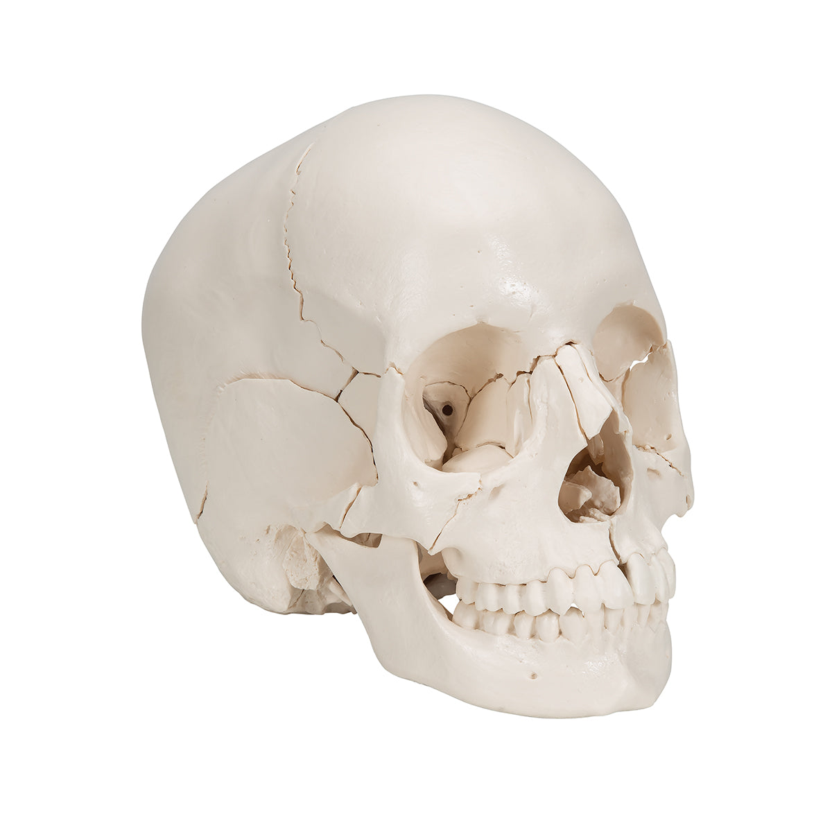 Beauchene Adult Human Skull Model, Bone Colored Version, 22 part - 3B Smart Anatomy