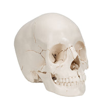 Beauchene Adult Human Skull Model, Bone Colored Version, 22 part - 3B Smart Anatomy