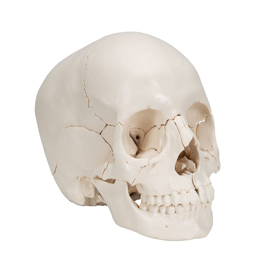 Beauchene Adult Human Skull Model, Bone Colored Version, 22 part - 3B Smart Anatomy
