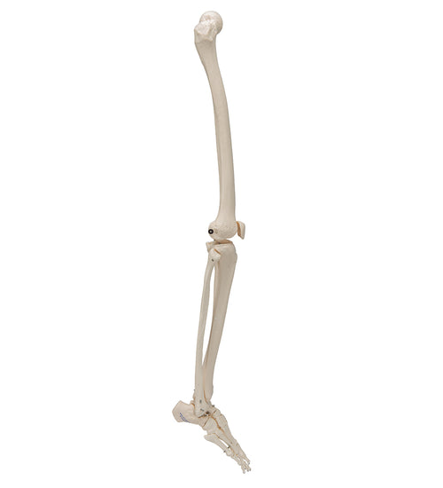 Human Skeleton of Leg with Foot, Wire Mounted - 3B Smart Anatomy