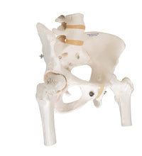 Human Pelvis Skeleton Model, Female with Movable Femur Heads - 3B Smart Anatomy