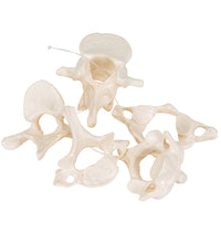 5 Human Vertebrae, Loosely Threaded on Nylon (atlas, axis, cervical, thoracic, lumbar) - 3B Smart Anatomy