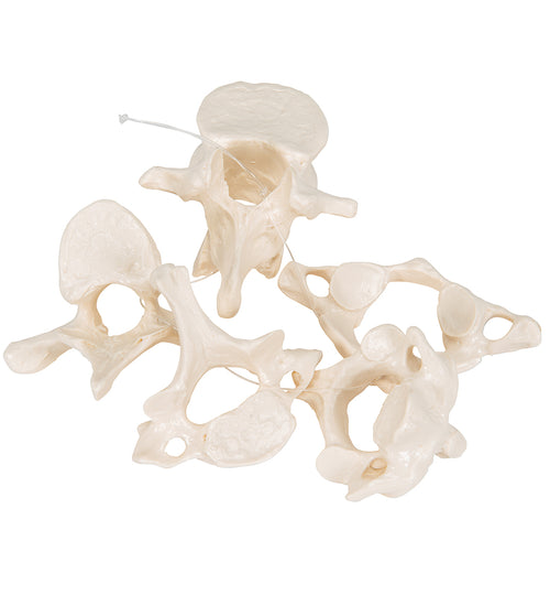 5 Human Vertebrae, Loosely Threaded on Nylon (atlas, axis, cervical, thoracic, lumbar) - 3B Smart Anatomy