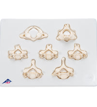 Set of  7 BONElike Human Cervical Vertebrae - 3B Smart Anatomy